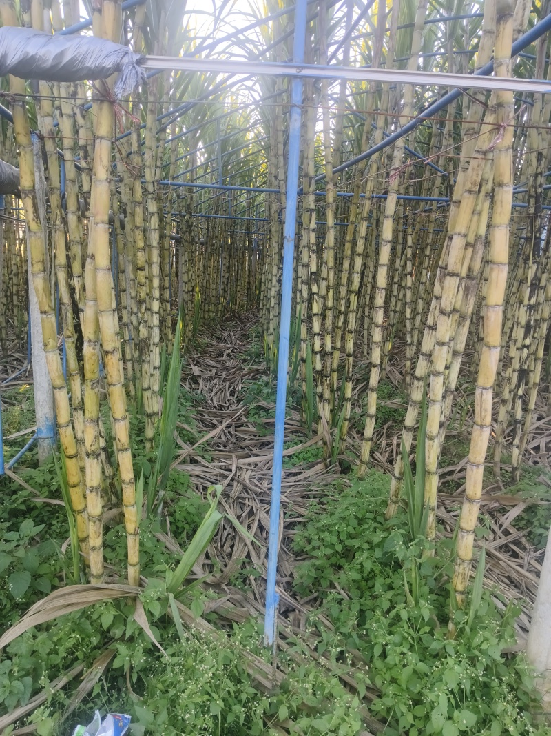 米易青皮甘蔗