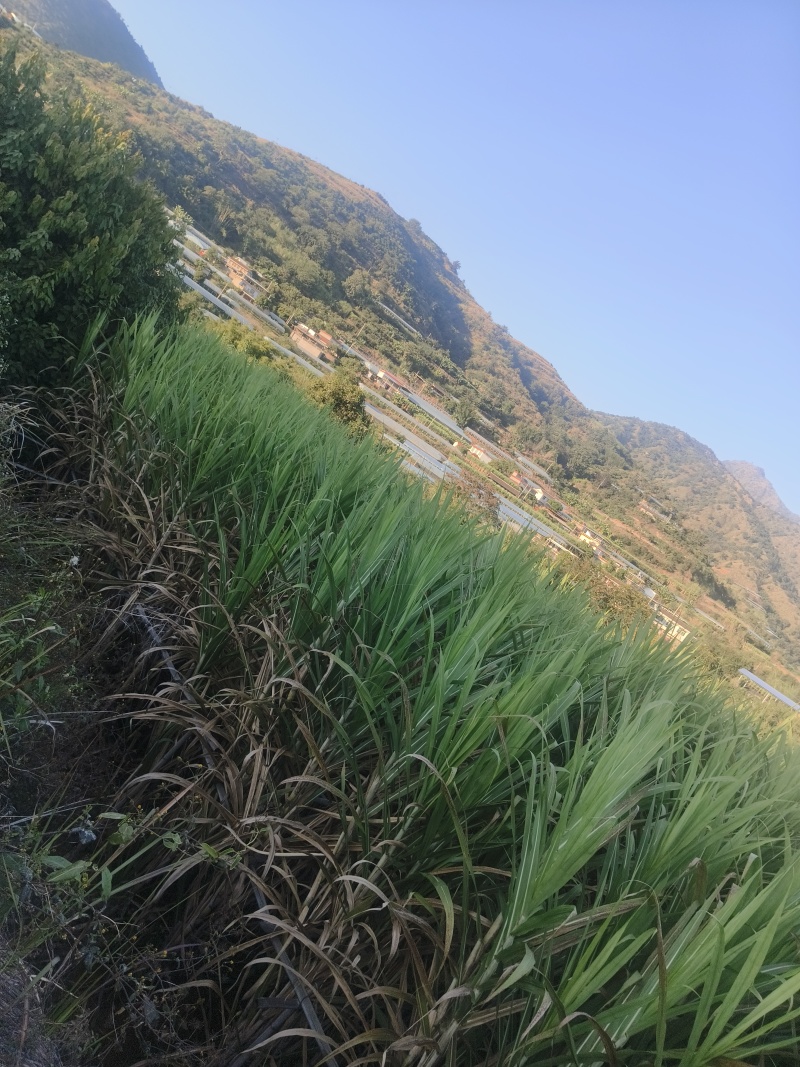 米易青皮甘蔗