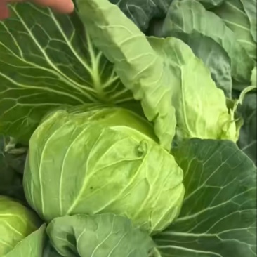 甘蓝