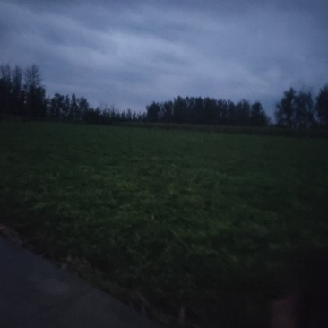 地里刚出的鲜花生，