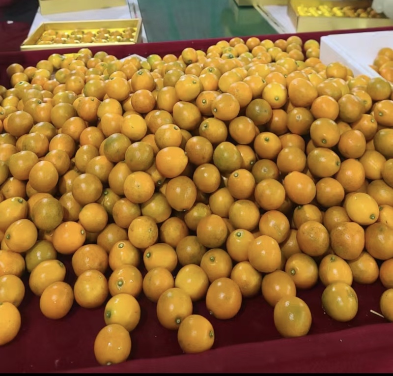 融安脆蜜金桔