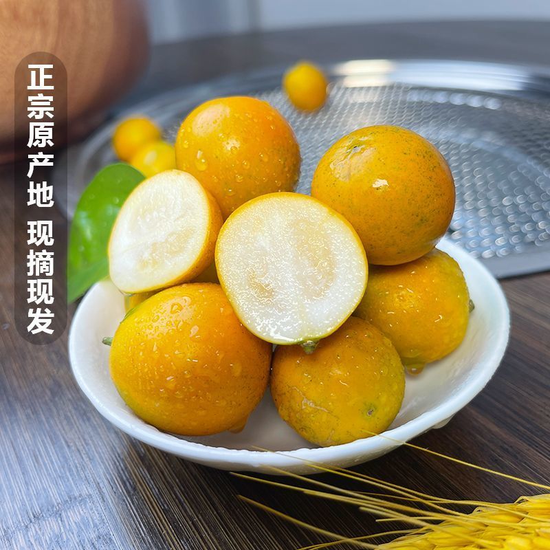 脆皮金桔新鲜小金桔子广西桔子正宗脆皮滑皮金桔小金桔带皮吃