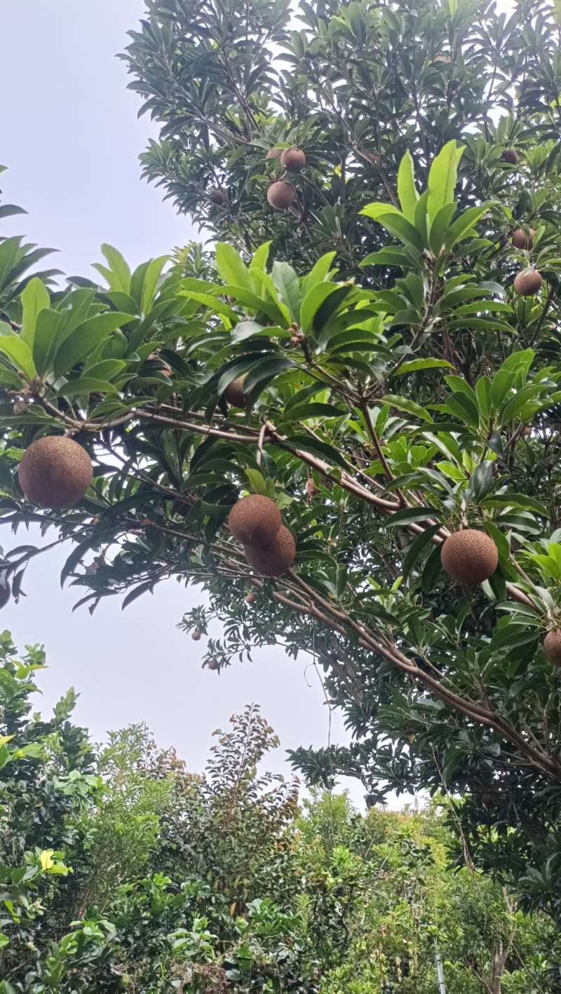 墨西哥红肉人心果靠接苗