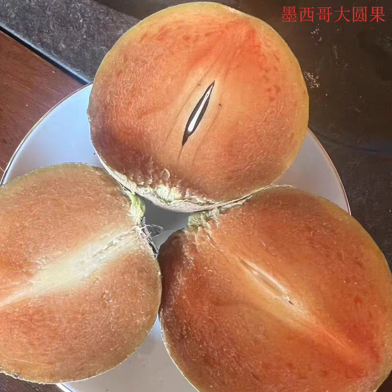 墨西哥红肉人心果靠接苗
