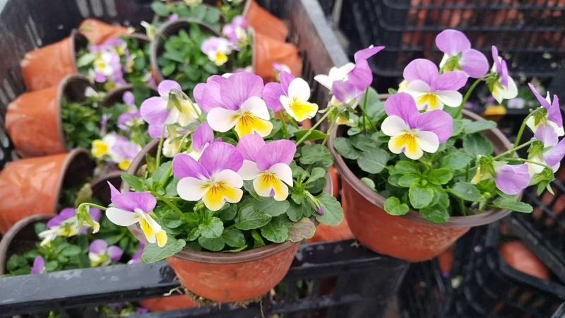 观花角堇、三色堇120杯、小杯，基地有量欢迎来一亩田订购