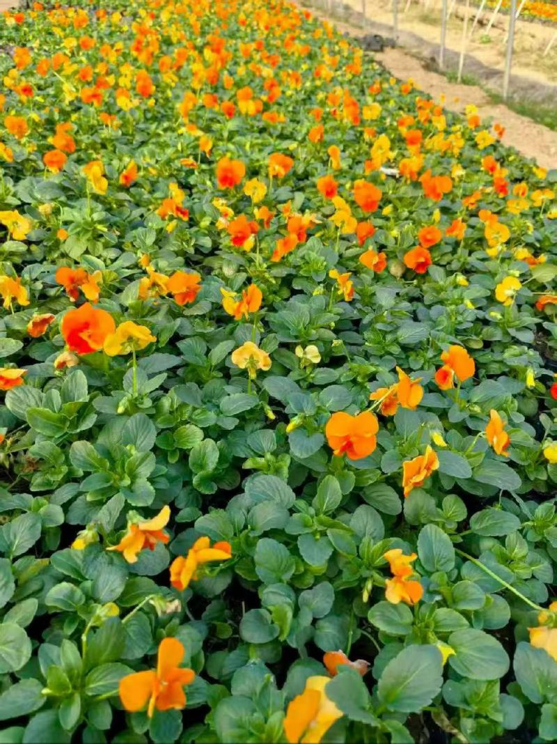 观花角堇、三色堇120杯、小杯，基地有量欢迎来一亩田订购