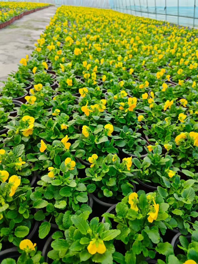 观花角堇、三色堇120杯、小杯，基地有量欢迎来一亩田订购