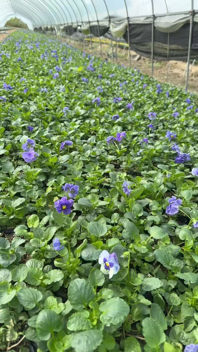 观花角堇、三色堇120杯、小杯，基地有量欢迎来一亩田订购