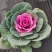 观叶植物雨衣甘蓝180杯红、黄两色，欢迎来一亩田订购。