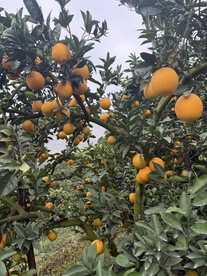 赣南脐橙