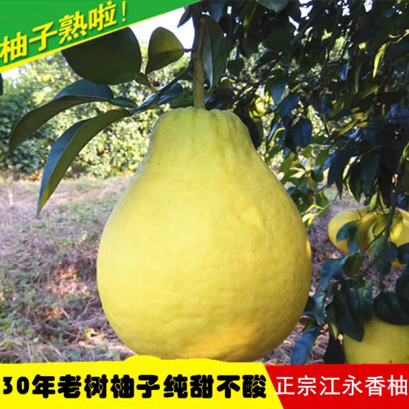 正宗湖南江永香柚