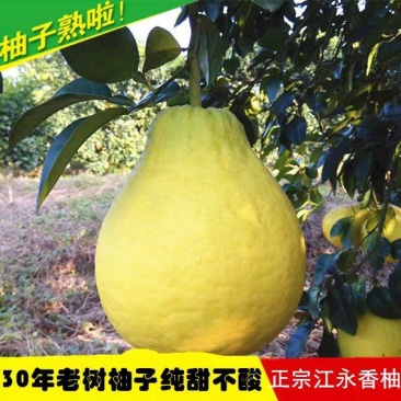 正宗湖南江永香柚