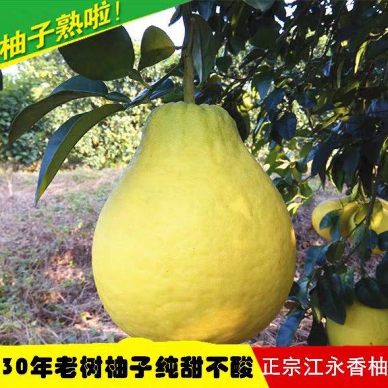正宗湖南江永香柚