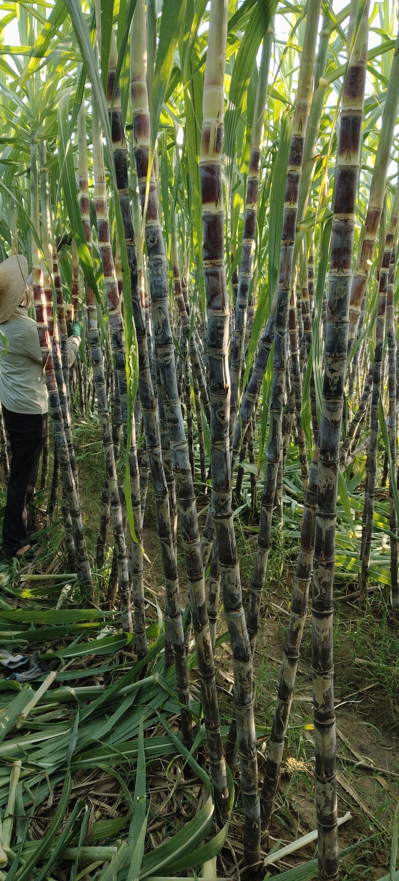 黑皮甘蔗