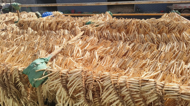甘肃岷县白条党参鲜党参产地一手货源量大优惠欢迎合作