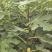 云南高原无花果果木苗。