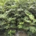 云南高原无花果果木苗。