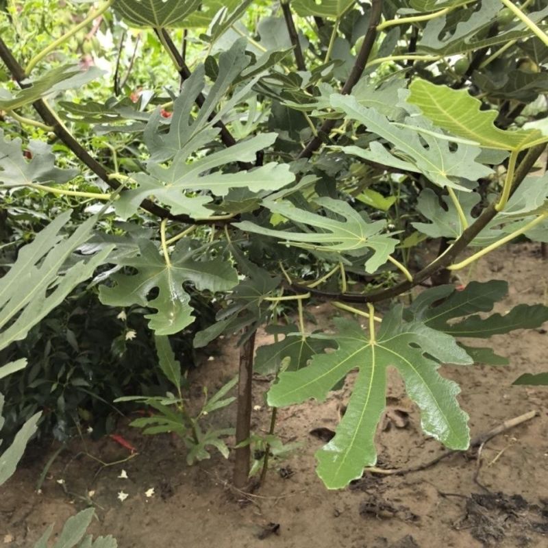 云南高原无花果果木苗。