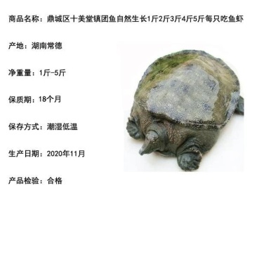 汉寿中华鳖常德甲鱼。外塘仿生态养殖
