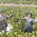 汉寿中华鳖常德甲鱼。外塘仿生态养殖