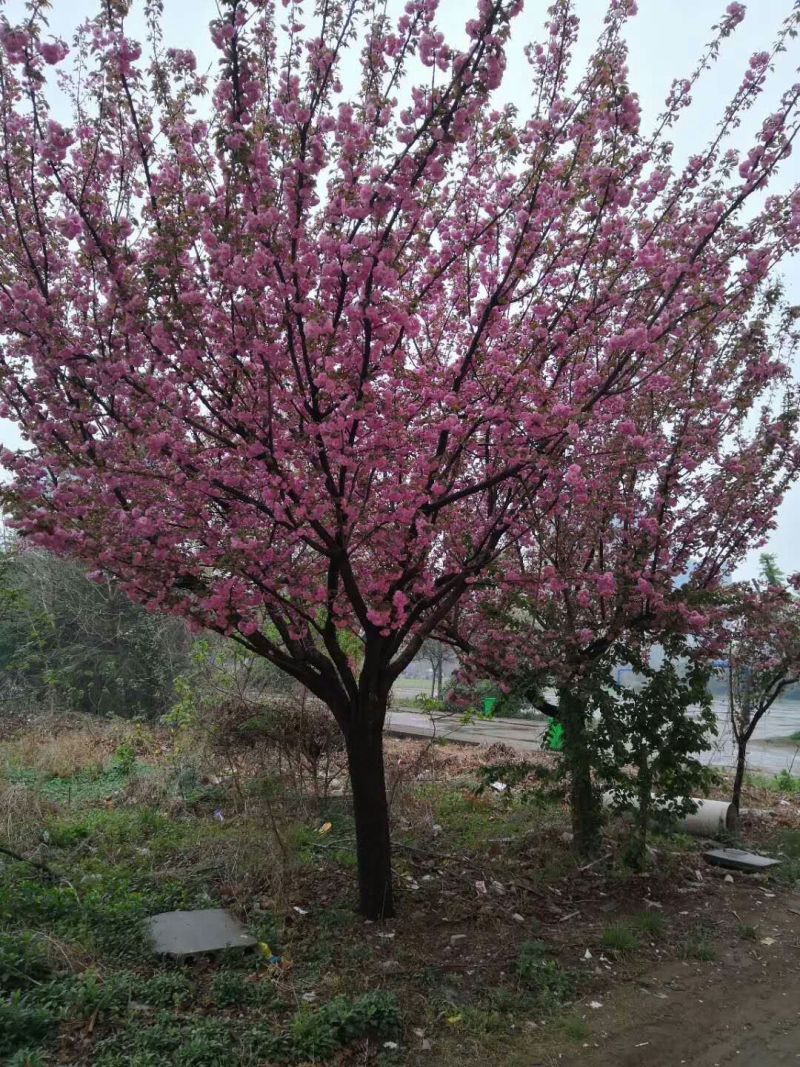 晚樱基地，保证成活，苗圃直销，物美廉价，无病虫害