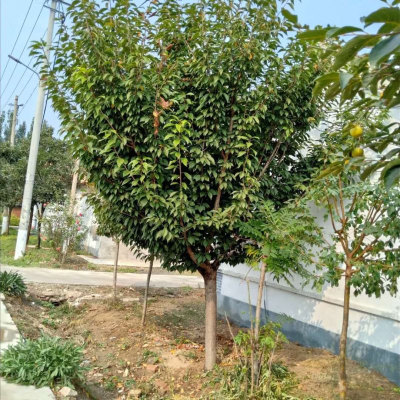 晚樱基地，保证成活，苗圃直销，物美廉价，无病虫害