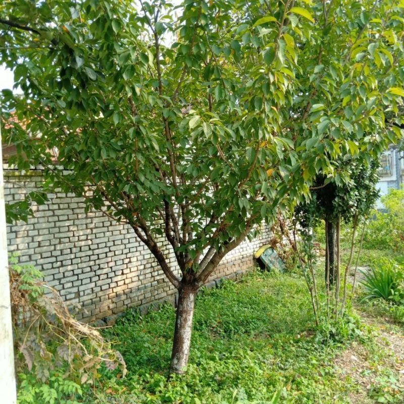 晚樱基地，保证成活，苗圃直销，物美廉价，无病虫害