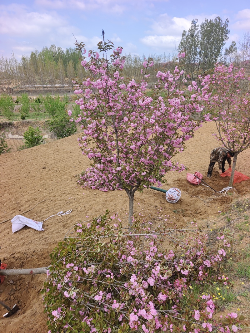 晚樱基地，保证成活，苗圃直销，物美廉价，无病虫害