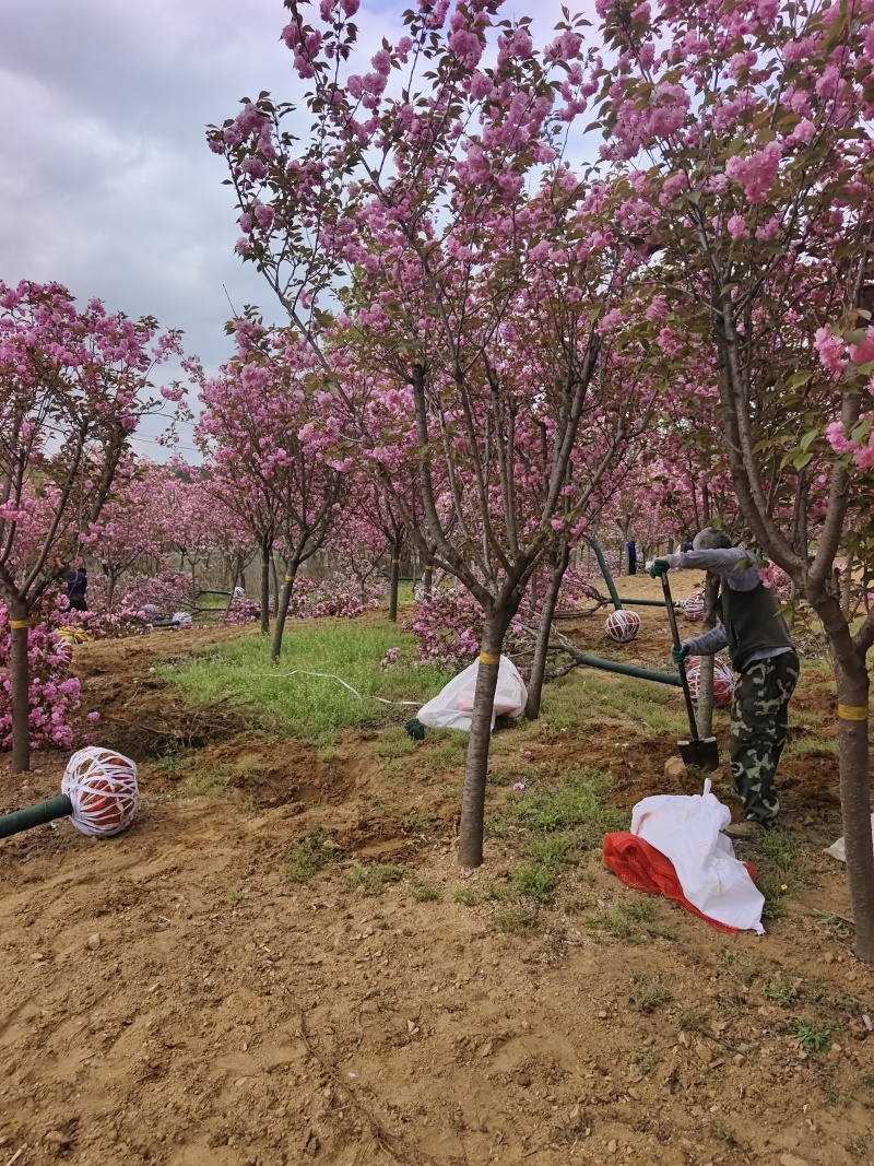 晚樱基地，保证成活，苗圃直销，物美廉价，无病虫害