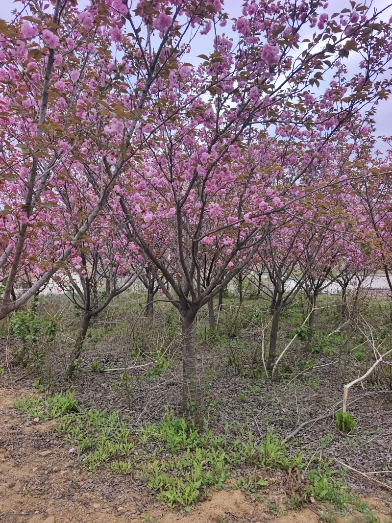 晚樱基地，保证成活，苗圃直销，物美廉价，无病虫害