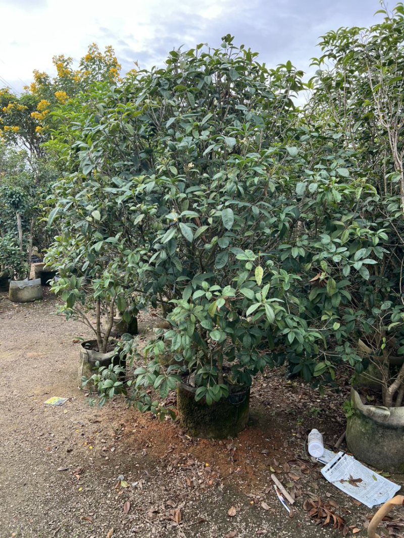桂花