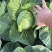 禹城甘蓝菜大量上市