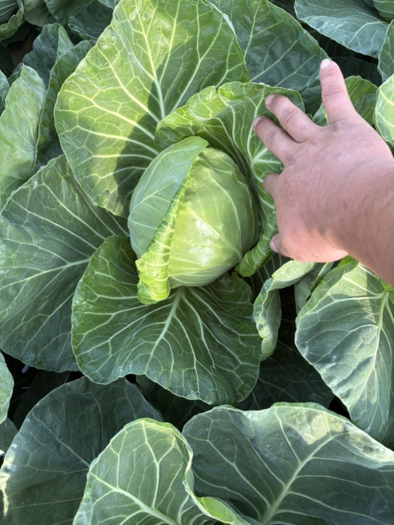 禹城甘蓝菜大量上市