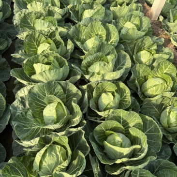 禹城甘蓝菜大量上市