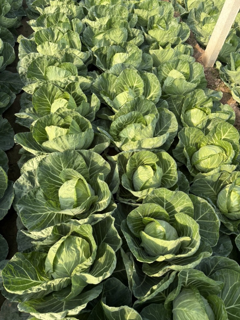 禹城甘蓝菜大量上市
