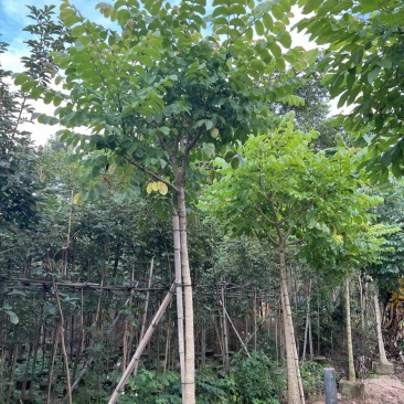 本地火焰木5-8分大量低价出售