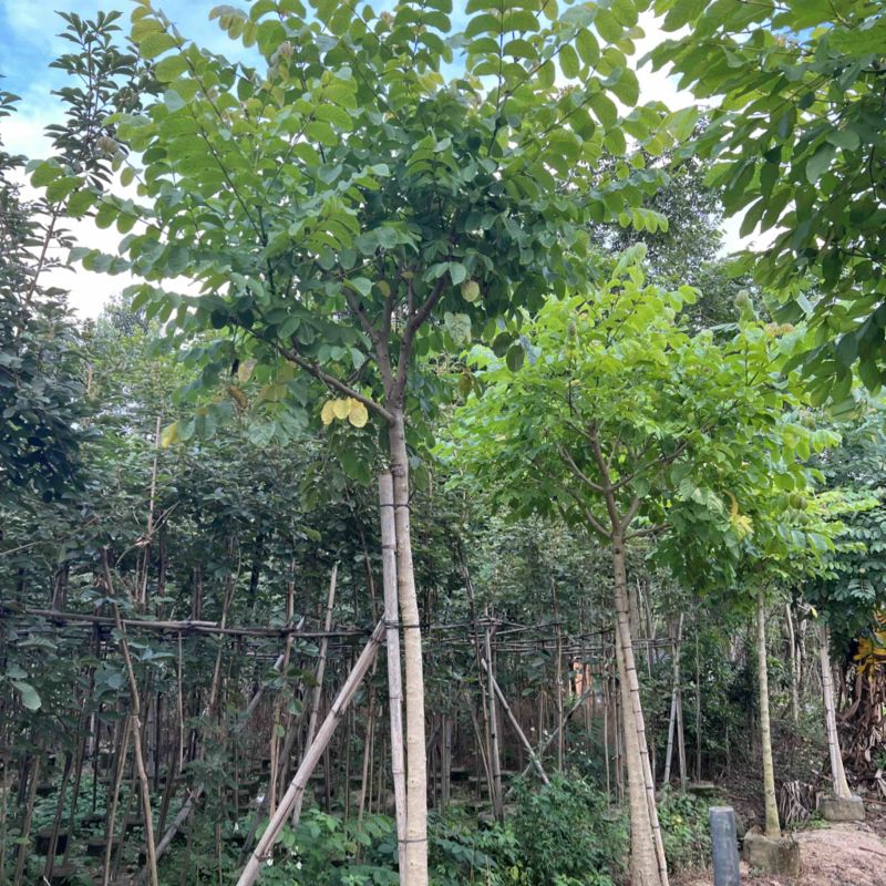 本地火焰木5-8分大量低价出售
