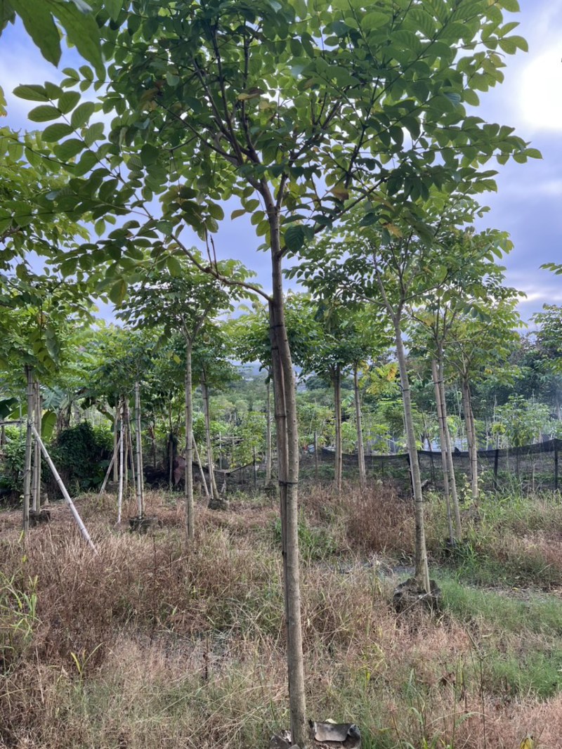 本地火焰木5-8分大量低价出售