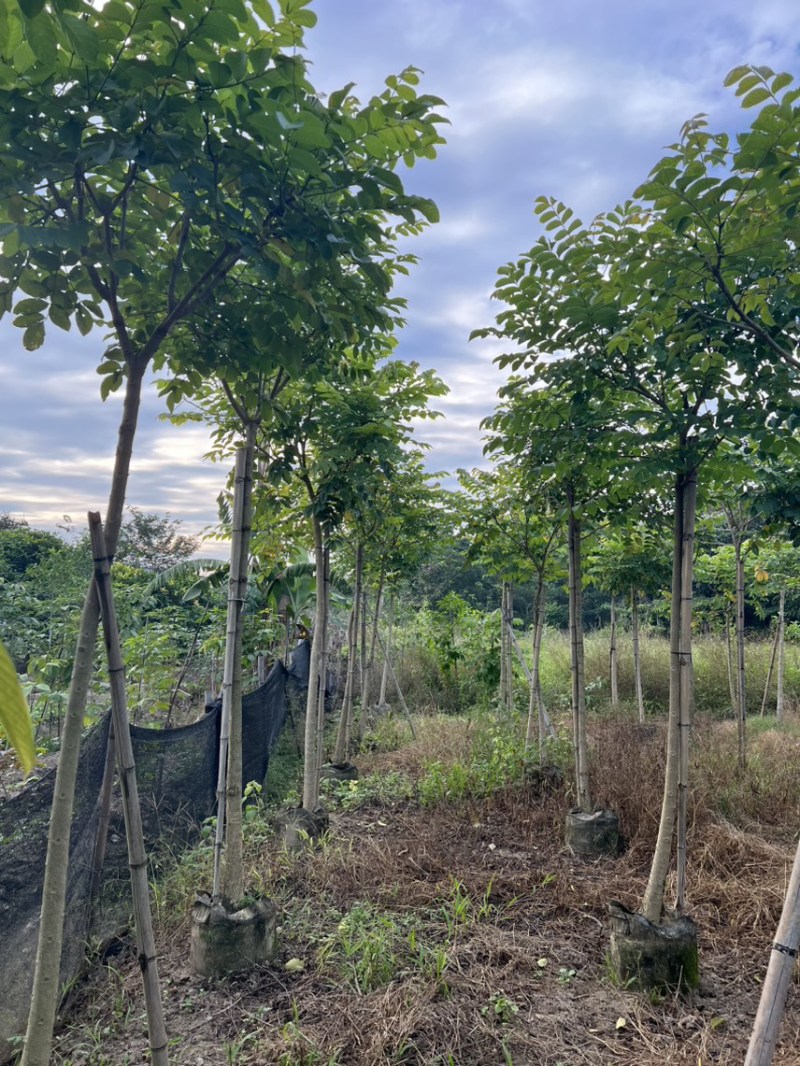本地火焰木5-8分大量低价出售