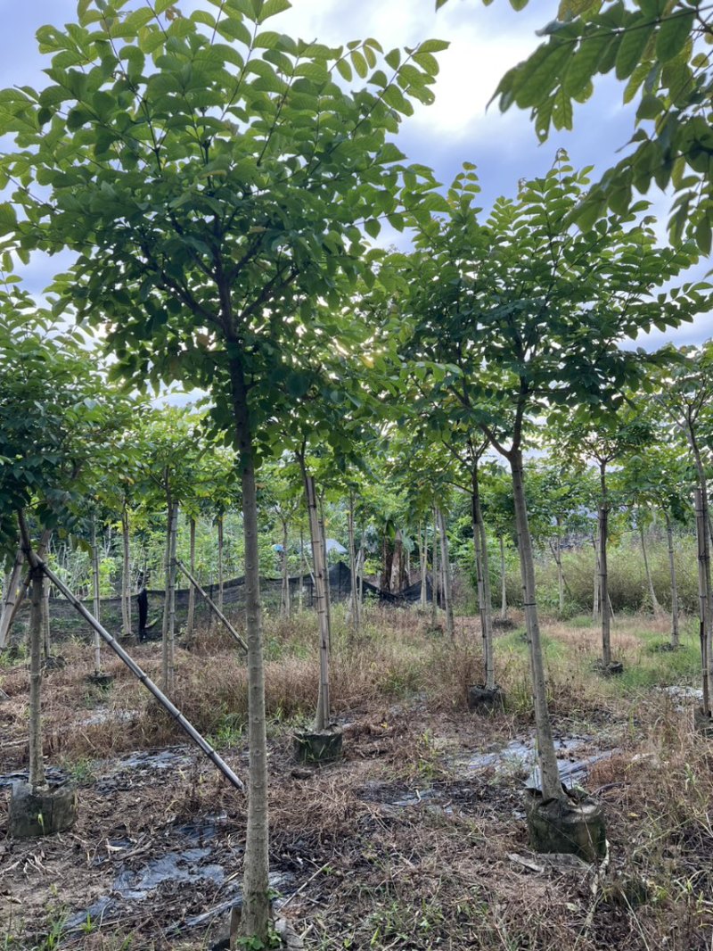 本地火焰木5-8分大量低价出售