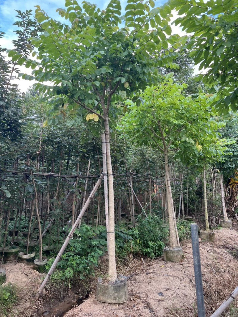 本地火焰木5-8分大量低价出售