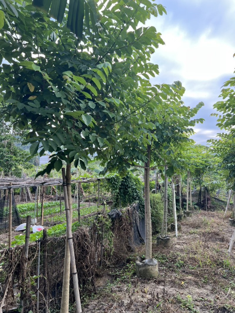 本地火焰木5-8分大量低价出售