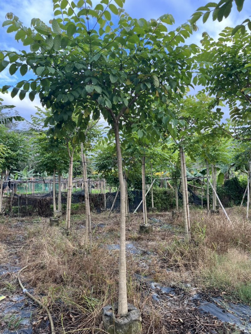 本地火焰木5-8分大量低价出售
