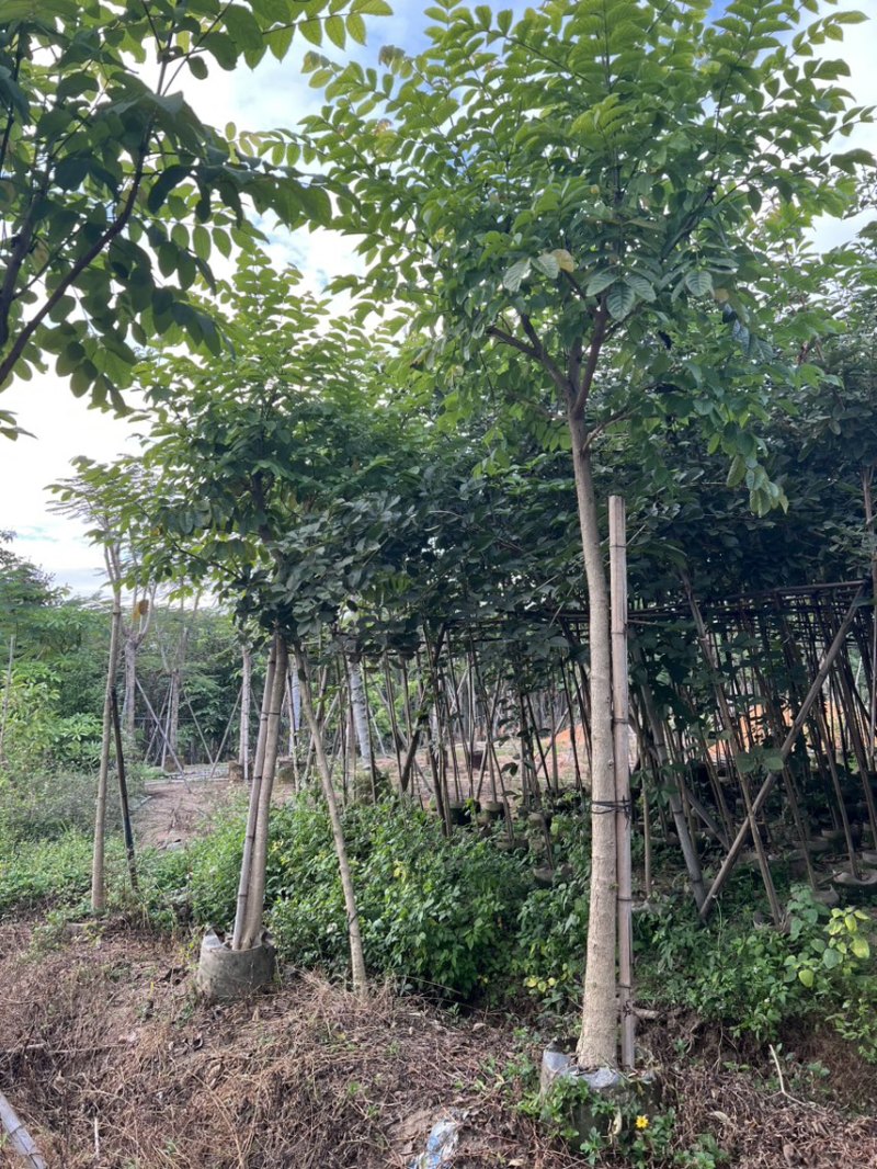本地火焰木5-8分大量低价出售