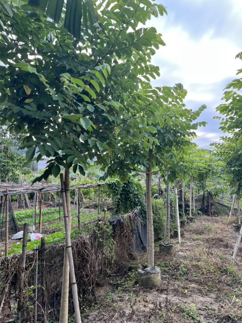 本地火焰木5-8分大量低价出售