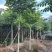 本地火焰木5-8分大量低价出售