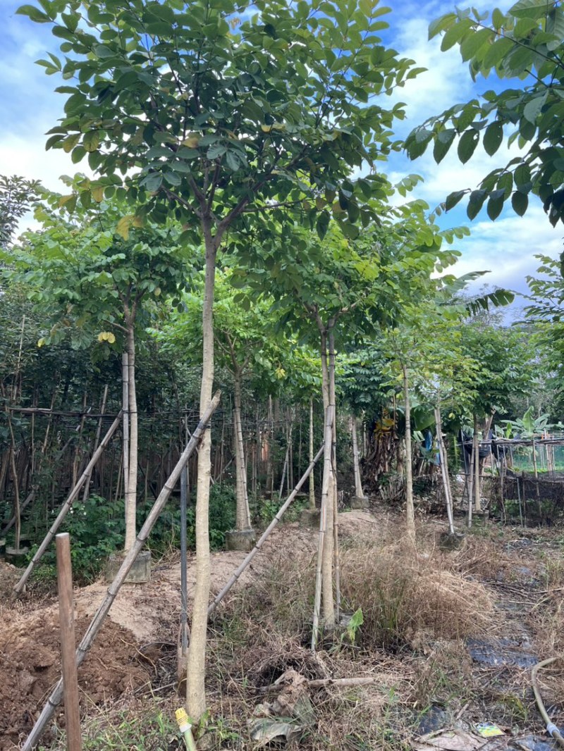 本地火焰木5-8分大量低价出售