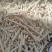 小通草四川通草无硫不加增重剂保质保量中药材批发
