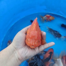 大泰狮，四两半斤大小都有***********