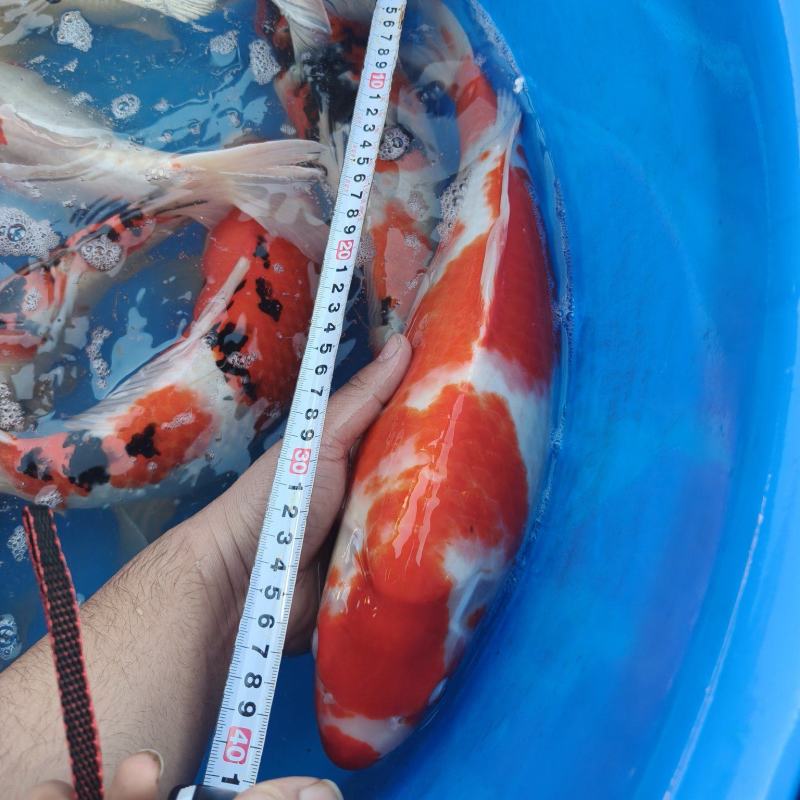 锦鲤一斤到三斤左右不等大小都有***********